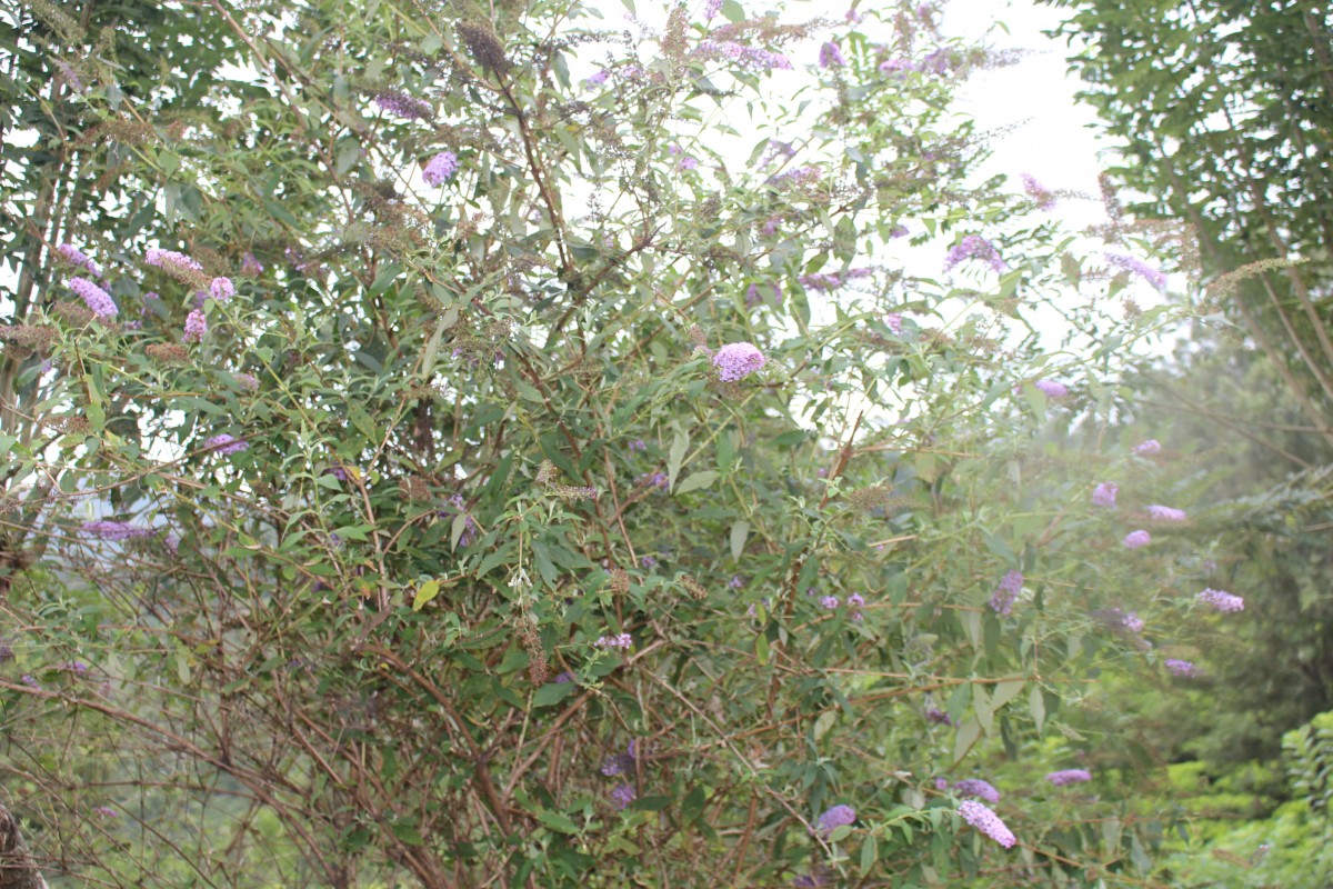 Buddleja davidii Franch.